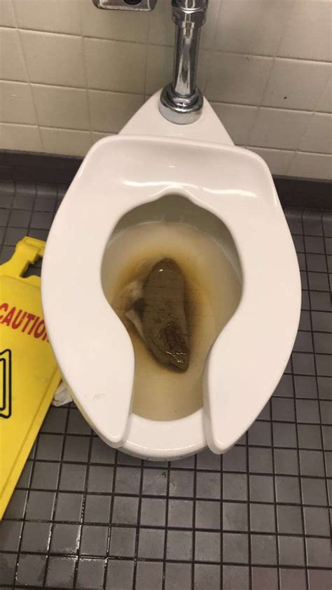 huge poop scat|Big poop compilation .